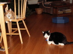 cats 2006-01-26 4e