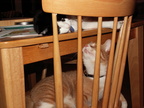 cats 2006-01-27 1e
