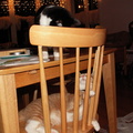 cats 2006-01-27 3e