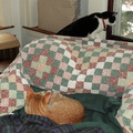 cats 2006-01-28 03e