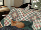 cats 2006-01-28 03e