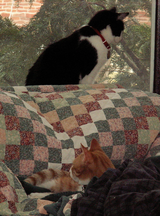 cats 2006-01-28 02e.jpg