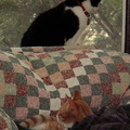 cats 2006-01-28 02e