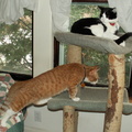 cats 2006-01-28 05e