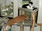 cats 2006-01-28 05e
