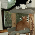 cats 2006-01-28 09e