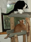 cats 2006-01-28 09e