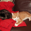 cats 2006-01-28 11e