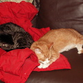 cats 2006-01-28 12e
