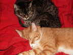 cats 2006-01-28 18e