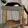 cats 2006-01-30 02e