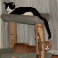 cats 2006-01-30 03e