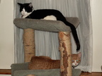 cats 2006-01-30 03e