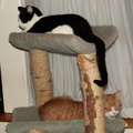 cats 2006-01-30 06e