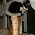 cats 2006-01-30 18e