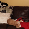 cats 2006-02-04 02e