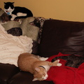 cats 2006-02-04 05e.jpg
