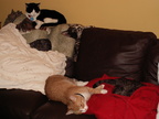cats 2006-02-04 05e