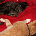 cats 2006-02-04 06e