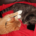 cats 2006-02-04 12e
