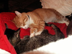 cats 2006-02-04 20e