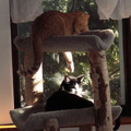 cats 2006-04-24 1e