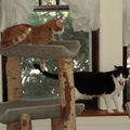 cats 2006-04-23 1e