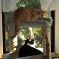 cats 2006-04-24 5e