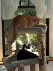 cats 2006-04-24 5e