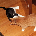 cats 2006-05-13 1e