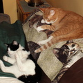 cats 2006-05-18 3e