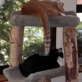 cats 2006-06-03 5e