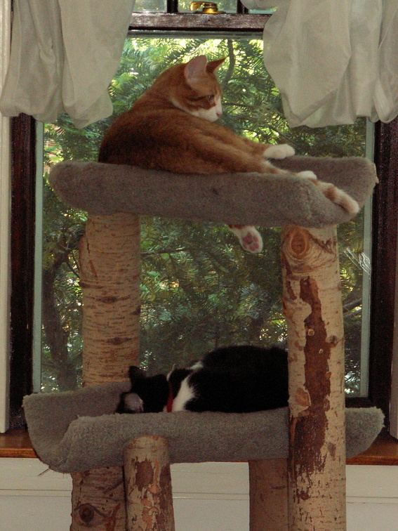 cats 2006-06-03 1e.jpg