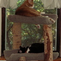 cats 2006-06-03 1e