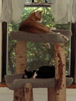 cats 2006-06-03 1e
