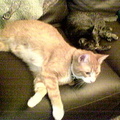 cats 2006-07-08 07e