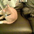 cats 2006-07-08 01e