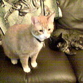 cats 2006-07-08 08e
