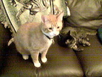 cats 2006-07-08 08e