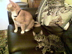 cats 2006-07-08 09e