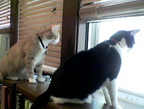 cats 2006-07-08 13e