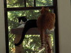 cats 2006-07-16 01e