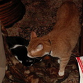 cats 2006-09-09 3e
