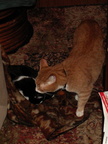 cats 2006-09-09 3e