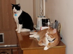 cats 2006-11-14 1e