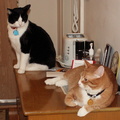 cats 2006-11-14 3e.jpg