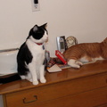 cats 2006-11-14 6e