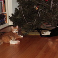 cats 2006-12-07 2e