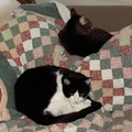 cats 2007-02-17 1e