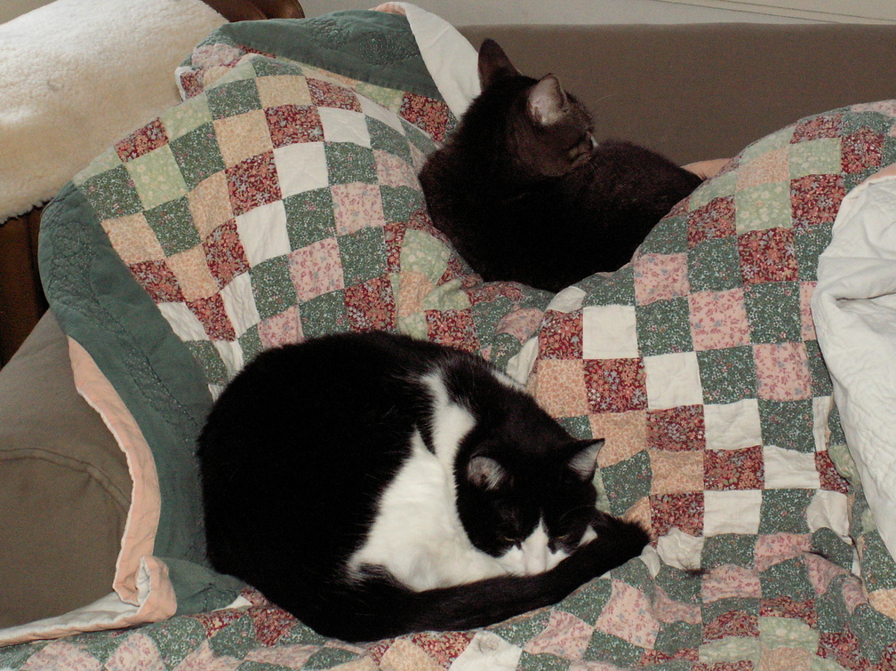 cats 2007-02-17 2e.jpg